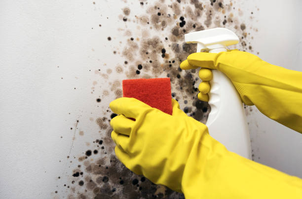 Home Mold Removal